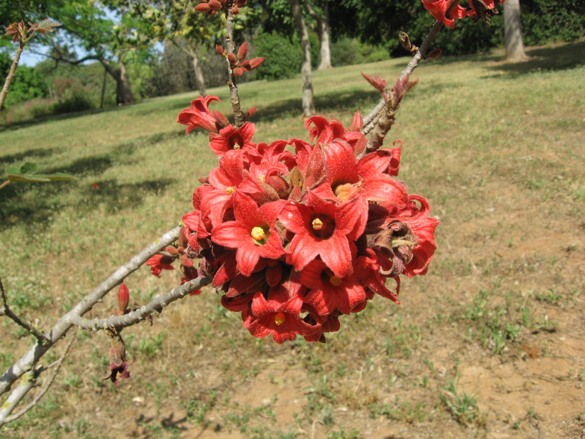 brachychiton bidwilli